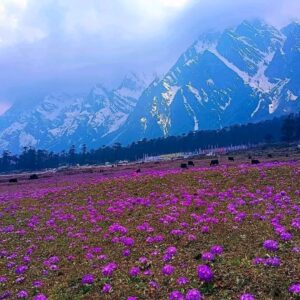 Yumthang Valley
