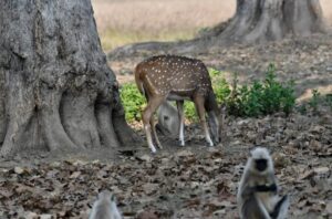 Kanha National Park, Madhya Pardesh