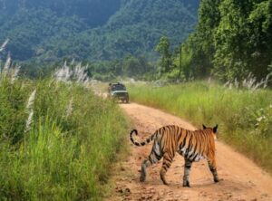  Bandhavgarh National  Park, Madhya Pardesh