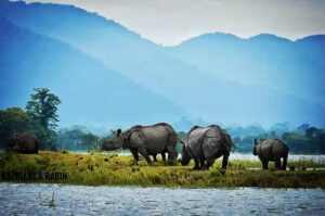 Kaziranga National Park, Assam