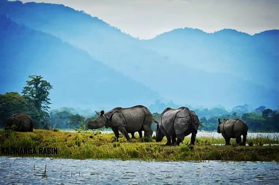 Kaziranga National Park, Assam