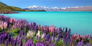 Lake Tekapo, New Zealand