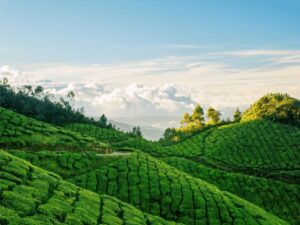  Explore the Tea Plantations in Munnar