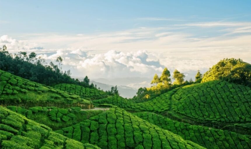 “7 Best Things to Do in Kerala for an Unforgettable Experience”