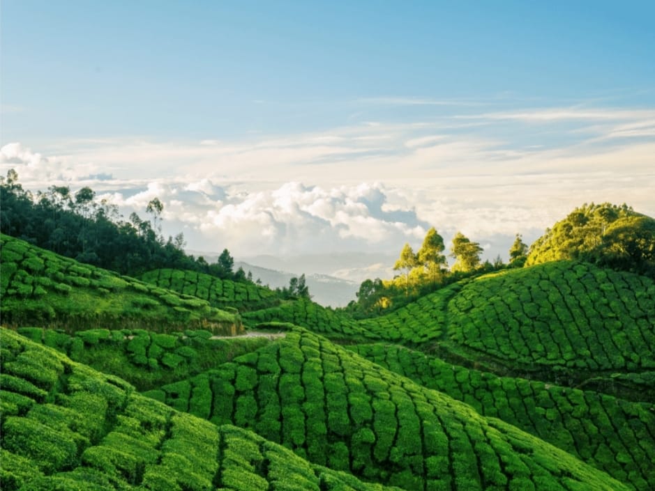 Explore the Tea Plantations in Munnar
