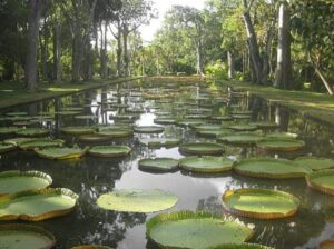  Pamplemousses Botanical Garden