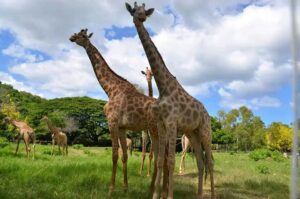 Casela Nature Parks, Mauritius