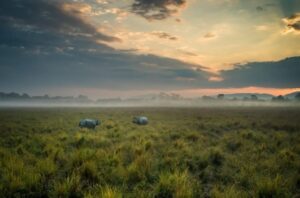 Kaziranga National Park