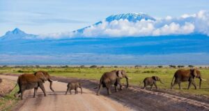 Tanzania – Where Wild Meets Wonder